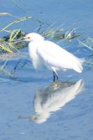 Egret Reflection�